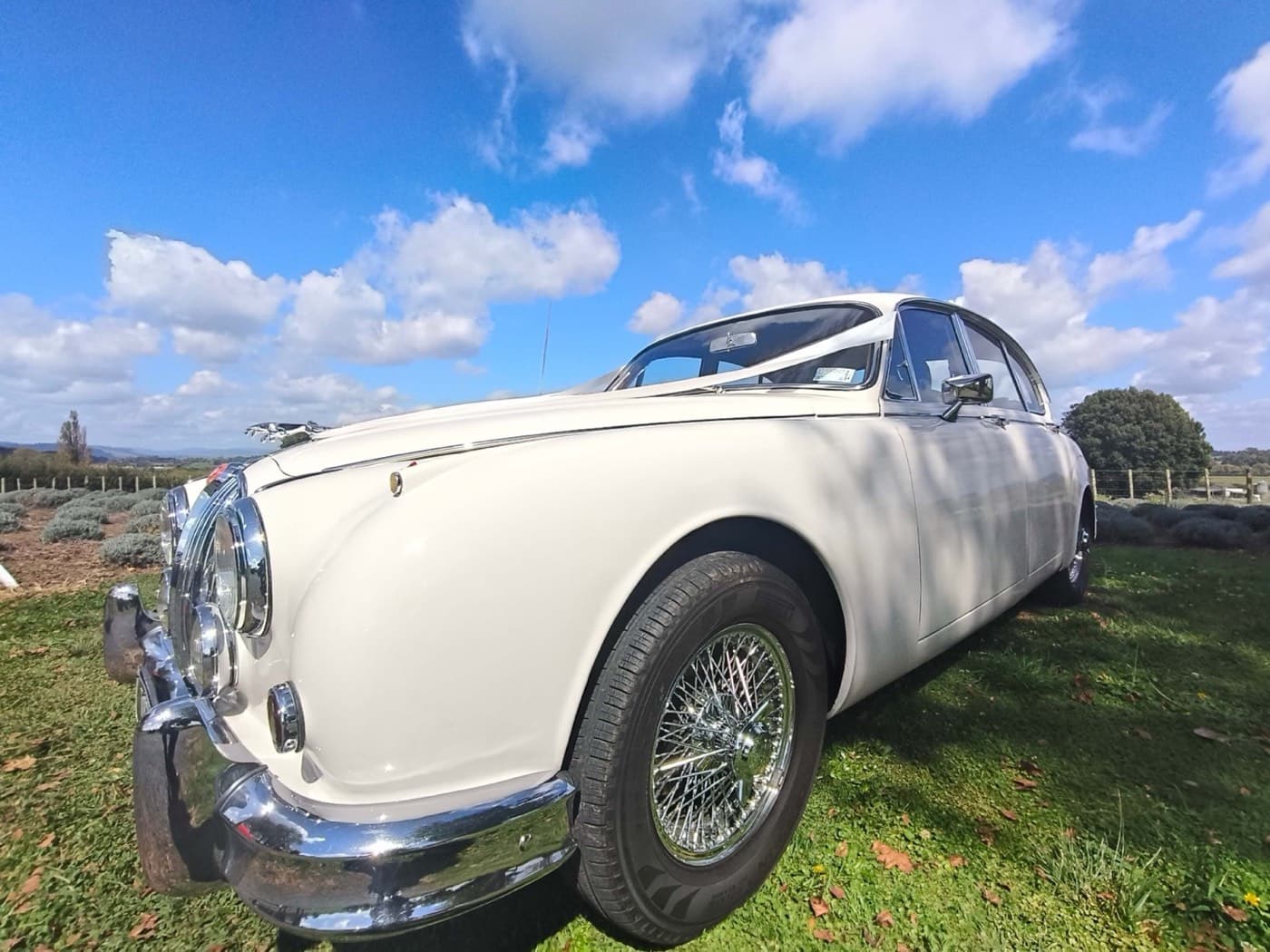 1966 Jaguar Mark II available as a wedding car in the Waikato