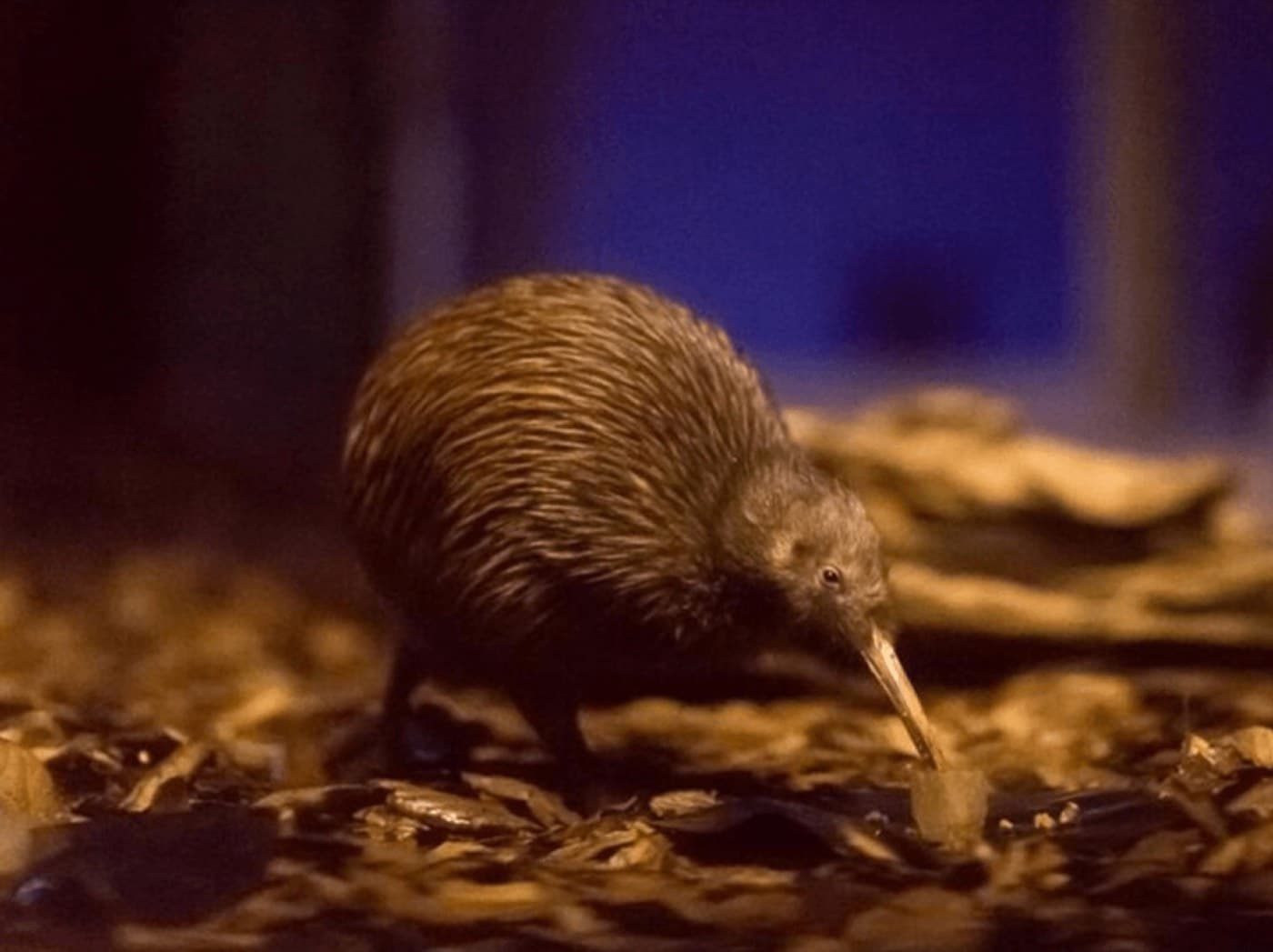 Kiwi at the Otorohanga Kiwi House and Native Bird Park in the Waikato