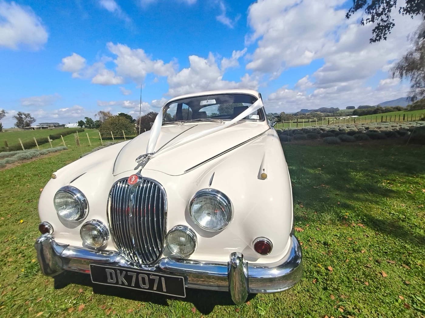 Classic wedding car hire in Waikato with luxury vintage vehicles